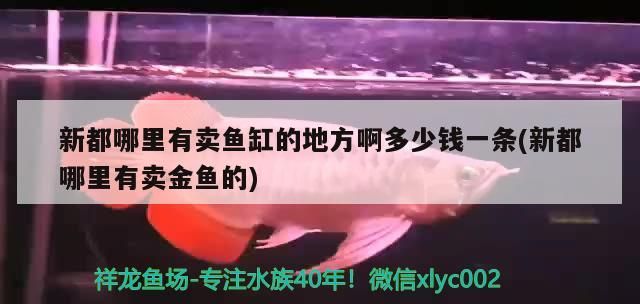 新都哪里有賣魚缸的地方啊多少錢一條(新都哪里有賣金魚的)