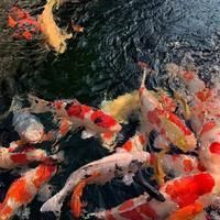 魚鰓爛了能自愈嗎