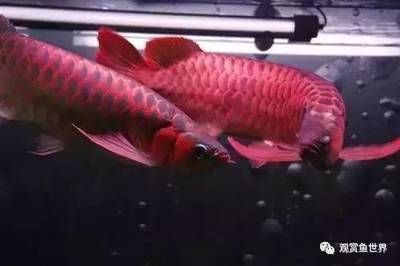 龍魚(yú)的壽命是多少年：如何延長(zhǎng)龍魚(yú)的壽命？