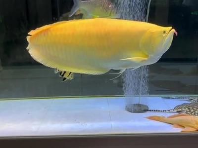黃化銀龍魚疾病早期癥狀：黃化銀龍魚疾病早期癥狀包括以下幾個方面，可能是患病的絕對標(biāo)志
