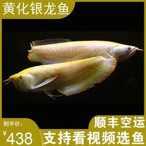 黃化銀龍魚疾病早期癥狀：黃化銀龍魚疾病早期癥狀包括以下幾個方面，可能是患病的絕對標(biāo)志