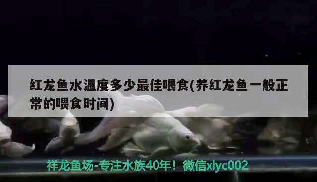 野彩魚最佳生長水溫：龍魚與七彩神仙魚的最佳生長水溫