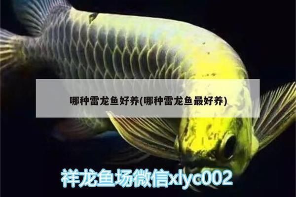 野彩魚最佳生長水溫：龍魚與七彩神仙魚的最佳生長水溫