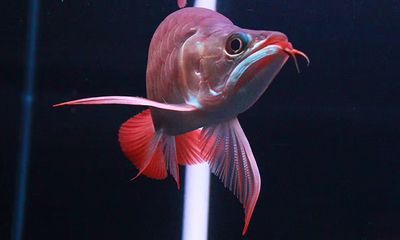 龍魚感覺煩躁不安 水質(zhì)測了沒問題：龍魚感覺煩躁不安水質(zhì)測了沒問題