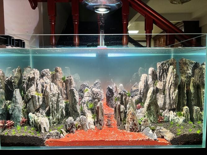 龍魚換魚缸背景