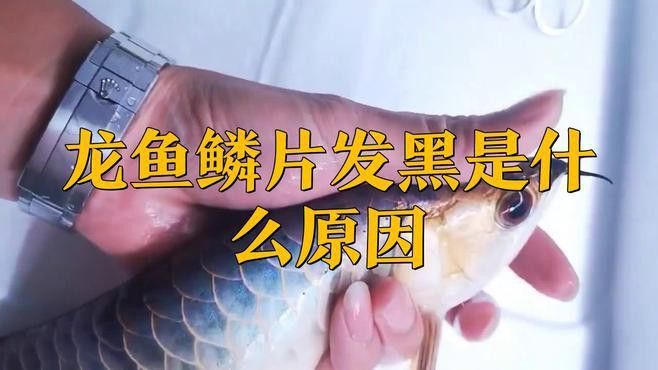 金龍魚鱗片發黑怎么辦？
