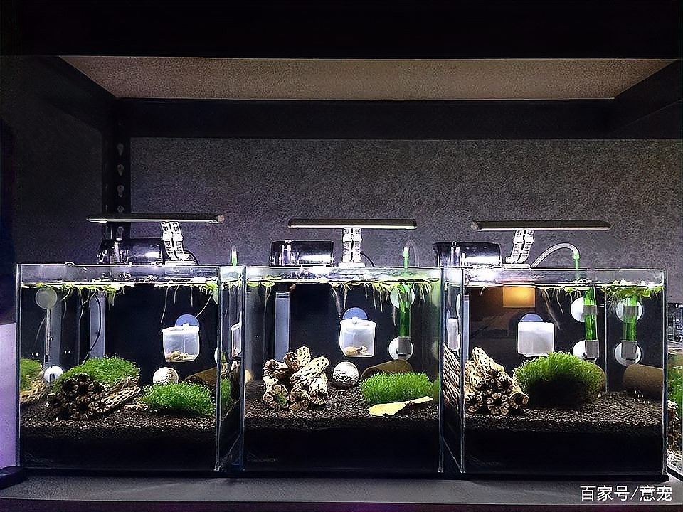 龍魚缸過濾棉多久換一次合適