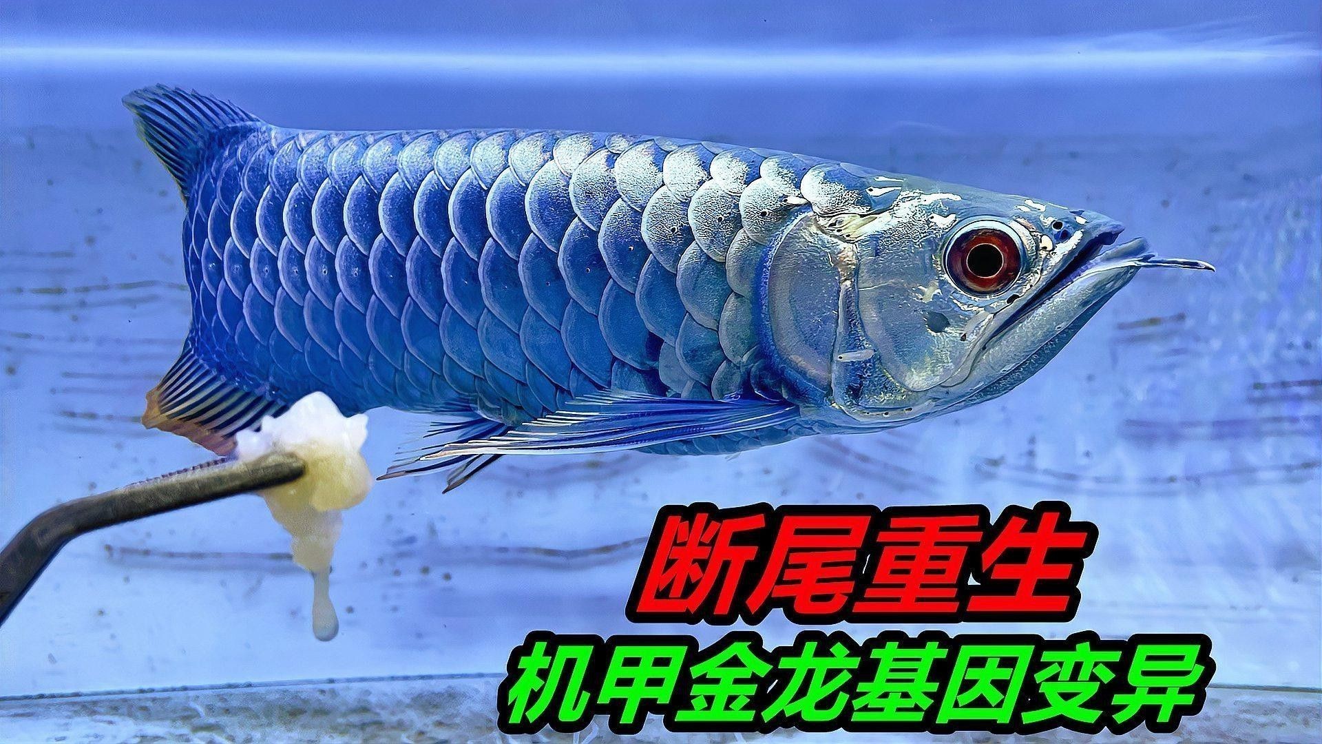 過背金龍魚鰭形變異有哪些遺傳規(guī)律？