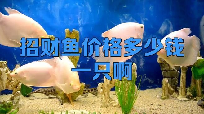 招財龍魚的價格差異大嗎？