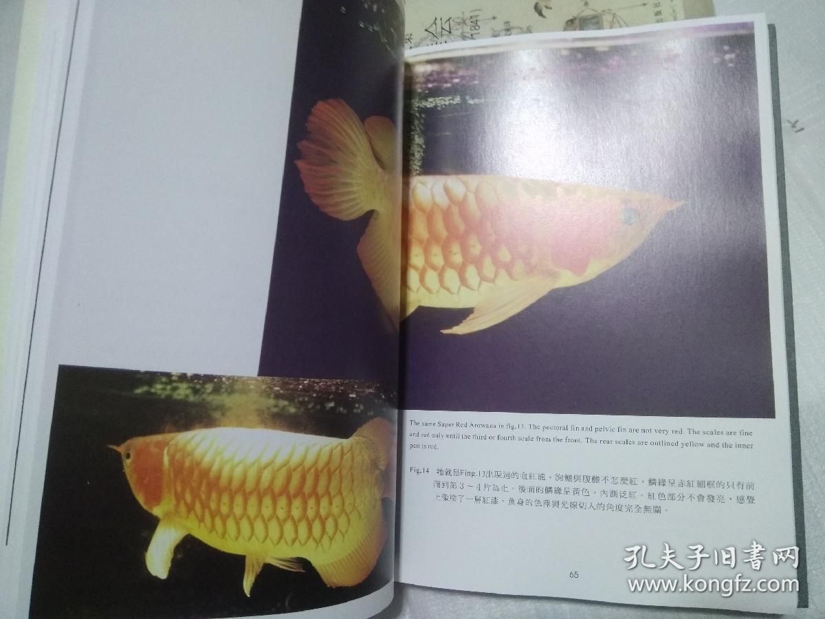 龍魚住在哪里：龍魚的種類與分布