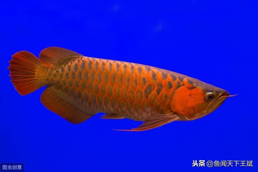 龍魚一直不吃食會死嗎為什么：龍魚一直不吃食會死嗎