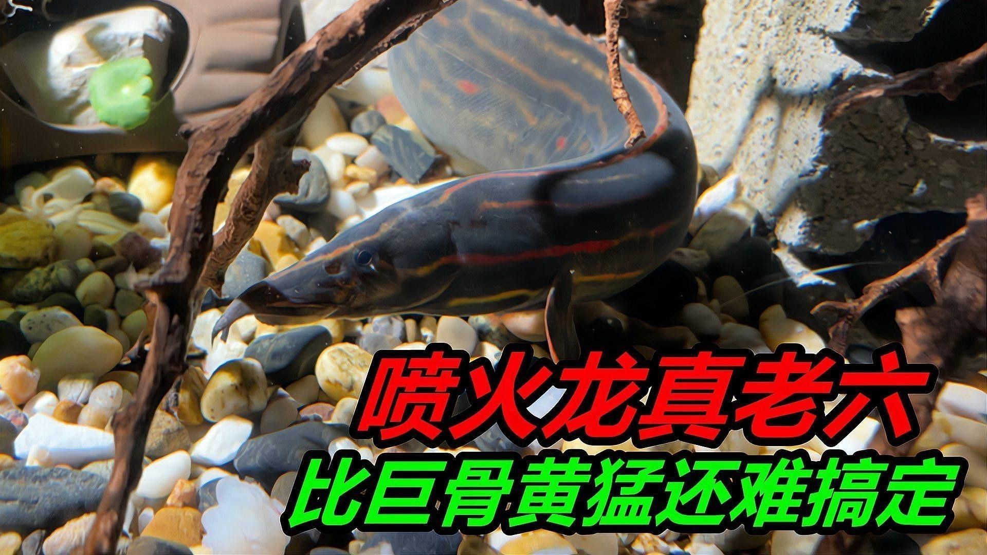 噴火龍魚怎么養(yǎng)殖視頻