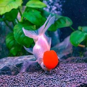 紅龍魚(yú)什么價(jià)格好養(yǎng)又好看（十大最漂亮的龍魚(yú)哪種龍魚(yú)最好看）