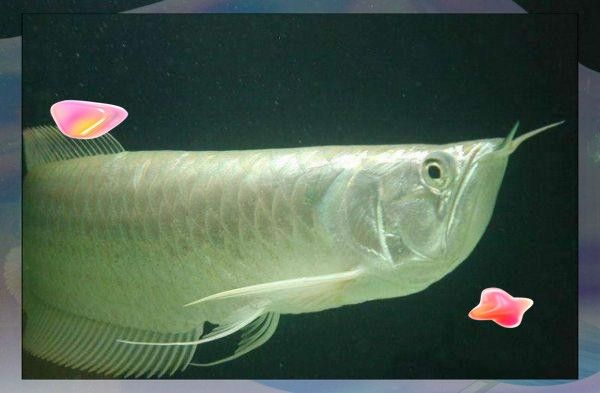 銀龍魚適合家里養(yǎng)嗎