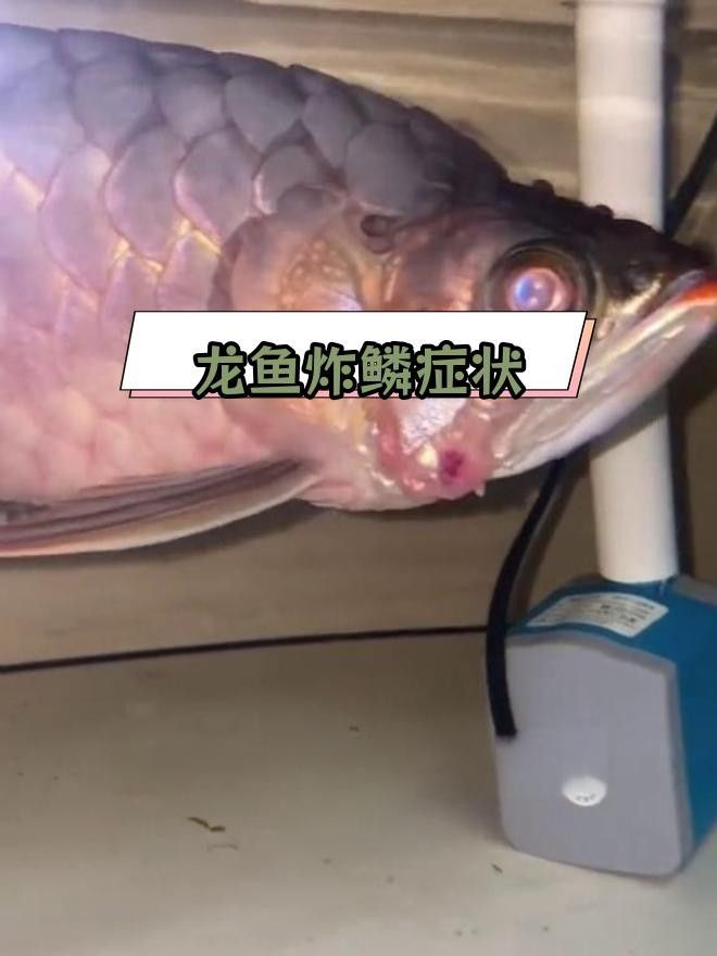 龍魚松鱗病有哪些癥狀