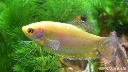 龍魚跟什么魚混養漂亮一點好看（如何與龍魚混養既美觀又和諧）