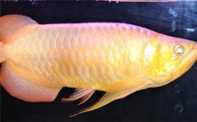 龍魚立起來了：龍魚立起來了怎么辦