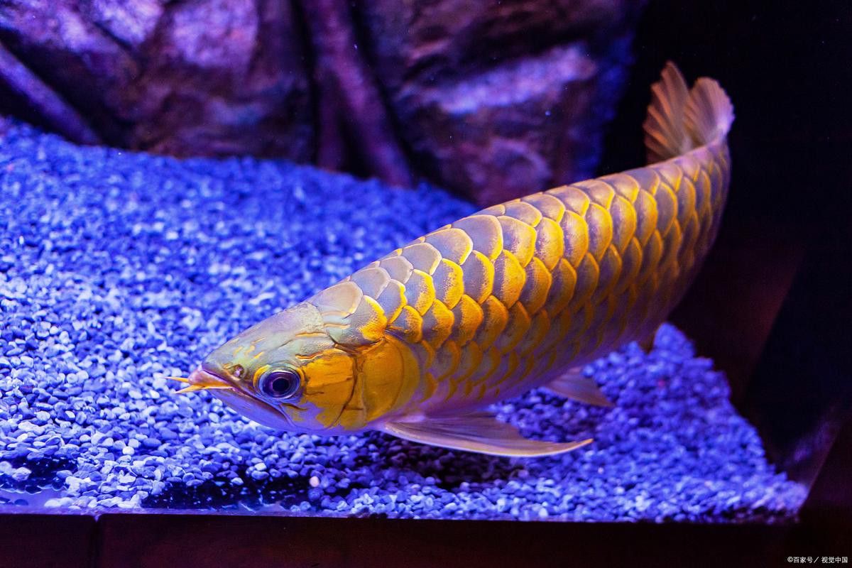 小金龍魚不同階段圖片