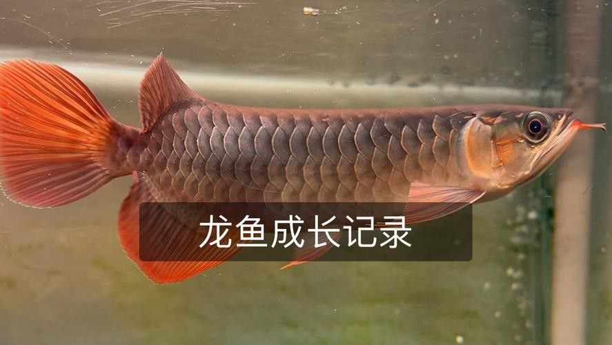 小金龍魚不同階段圖片