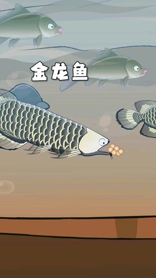 小金龍魚不同階段圖片