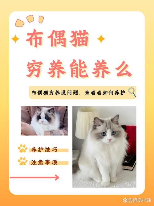 有哪些寵物貓適合與龍貓共養？