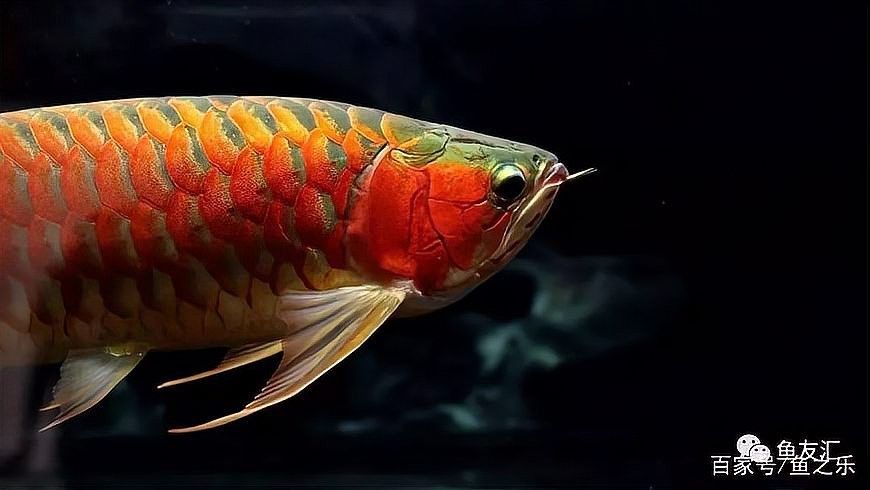 龍魚只吃飼料不吃小魚怎么辦