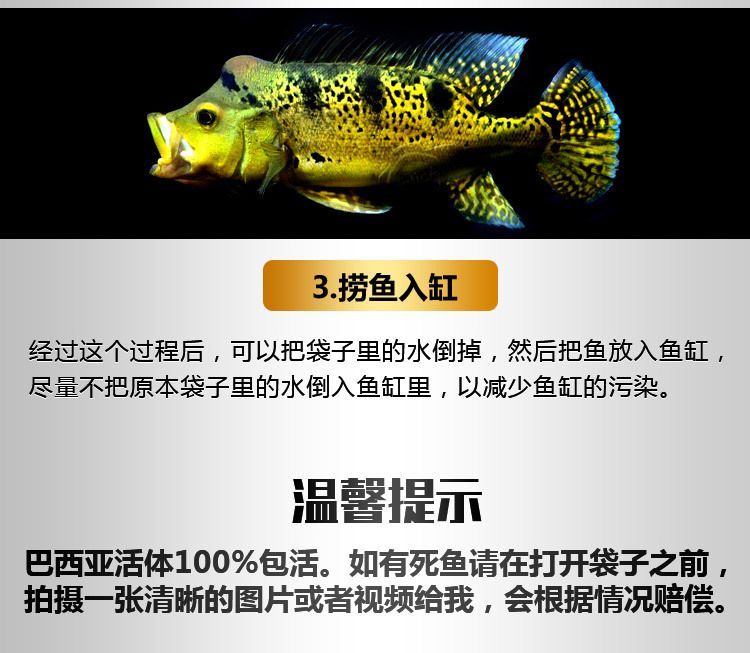 龍魚身子歪了怎么回事：龍魚身子歪，原因分析與解決方案