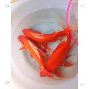 紅龍魚喂蝦仁行嗎怎么喂：紅龍魚喂蝦仁可行嗎