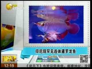 龍魚專刊書籍：有關龍魚專刊書籍的一些信息