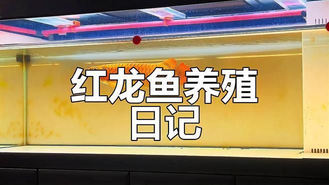純血紅龍魚從白條到大紅