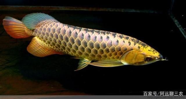 龍魚魚苗怎么養好看（飼養龍魚魚苗使其健康又美觀需要注意幾個關鍵方面）