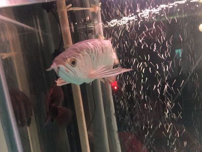 龍魚白毛病的治療方法（龍魚白毛病如何治療）