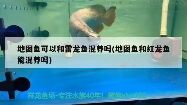 馬來西亞祥龍魚場直銷價格，馬來西亞祥龍魚場的直銷價格 馬來西亞祥龍魚場直銷價格，馬來西亞祥龍魚場的直銷價格 龍魚百科 第4張