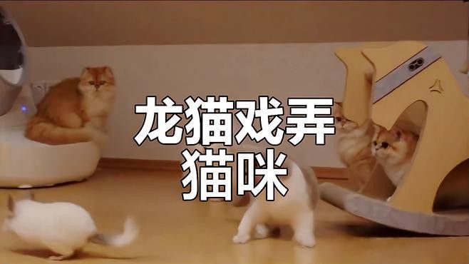 有哪些龍貓和貓的溫馨互動視頻 有哪些龍貓和貓的溫馨互動視頻 龍魚百科 第1張