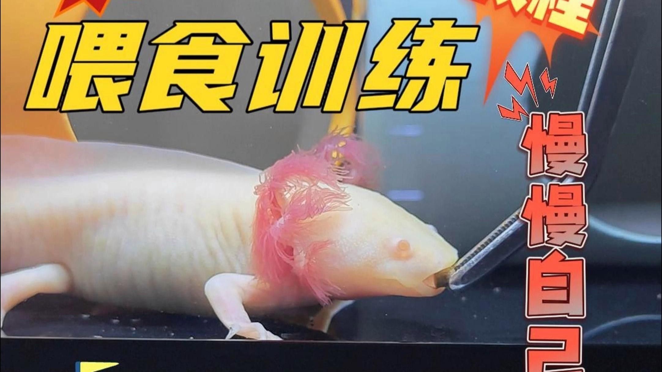 如何訓(xùn)練龍魚(yú)更快認(rèn)主？