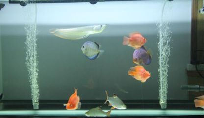 銀龍魚混養對水質的要求：混養銀龍魚時需要注意以下幾個水質參數包括ph值