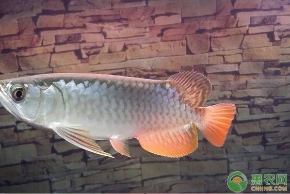 什么龍魚好看又便宜又好養(yǎng)（銀龍魚、星點(diǎn)龍魚、青龍魚怎么選？）