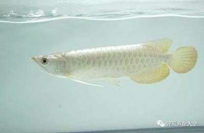 龍魚發色藥水怎么用效果好呢，如何自制龍魚發色藥水