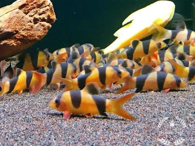 龍魚配魚底層魚