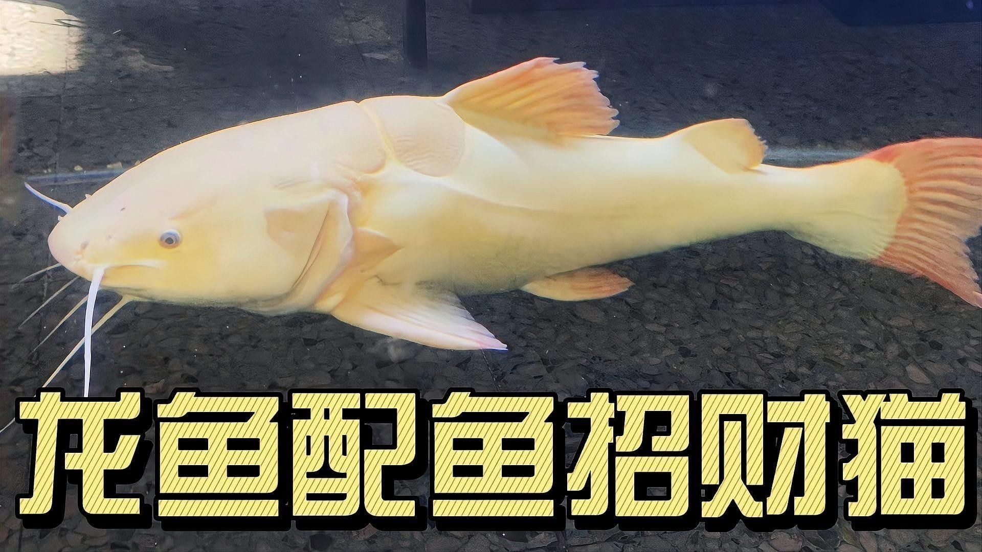 龍魚配魚底層魚