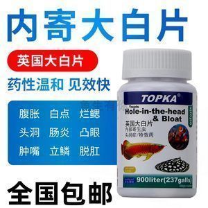 大白片直接喂紅龍魚可以嗎：大白片對龍魚是否有傷害嗎