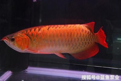 龍魚的飼養方法：如何讓龍魚變得兇猛