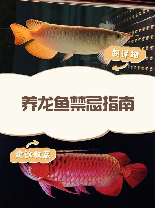 龍魚的飼養方法有哪些圖片