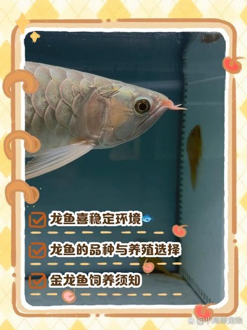 龍魚的飼養方法有哪些圖片