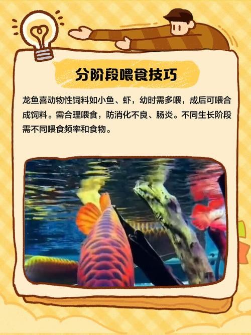 龍魚的飼養方法有哪些圖片