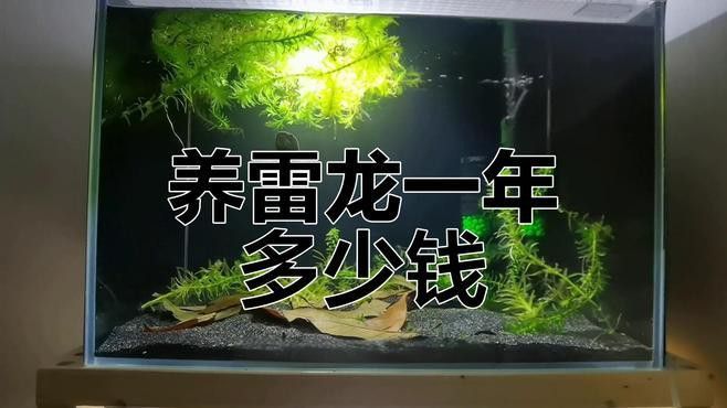 觀賞龍魚價格多少錢一條