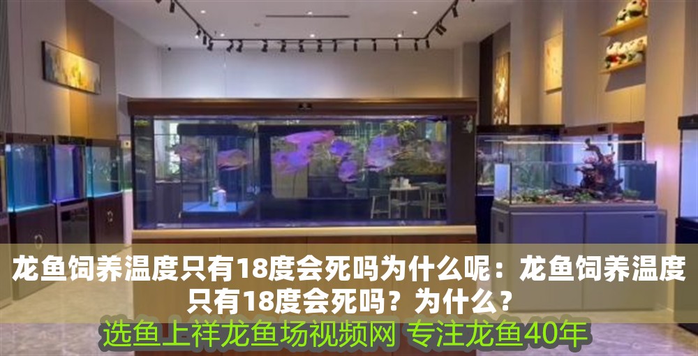 龍魚飼養溫度只有18度會死嗎為什么呢：龍魚飼養溫度只有18度會死嗎？為什么？