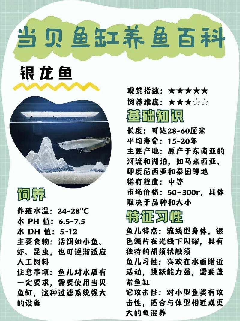 一條銀龍魚大概要多少錢