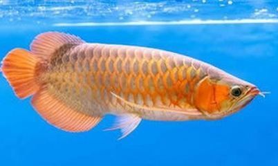 金龍魚爛用什么藥【金龍爛用什么藥】 金龍魚爛用什么藥【金龍爛用什么藥】 龍魚百科 第5張