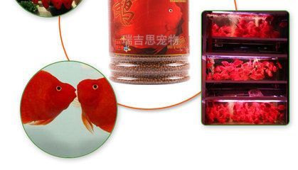 INCH-GOLD寸金魚食購買渠道：inch-gold寸金魚食優惠活動查詢